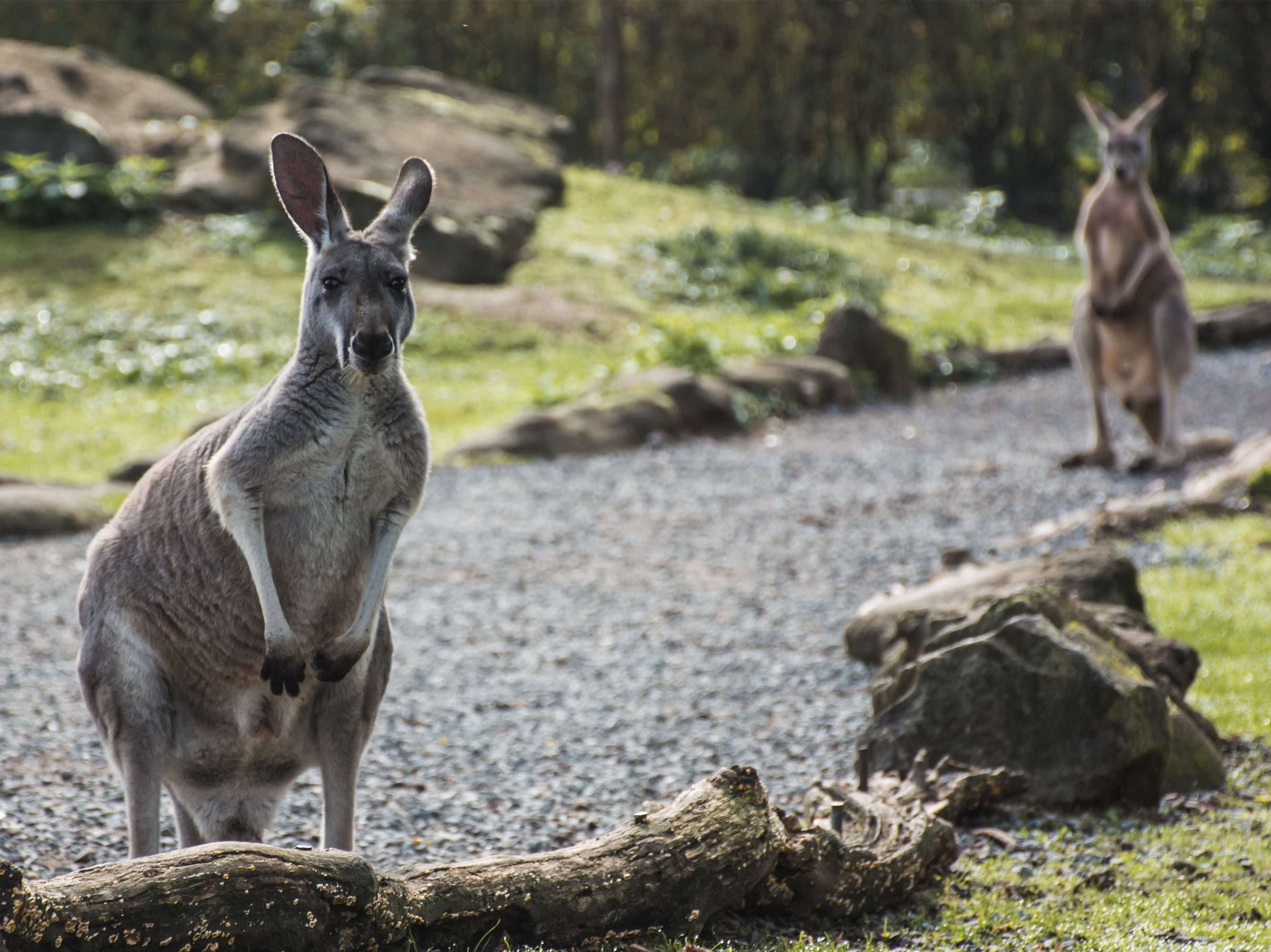 Zanimljive činjenice o Australiji koje niste znali do sada