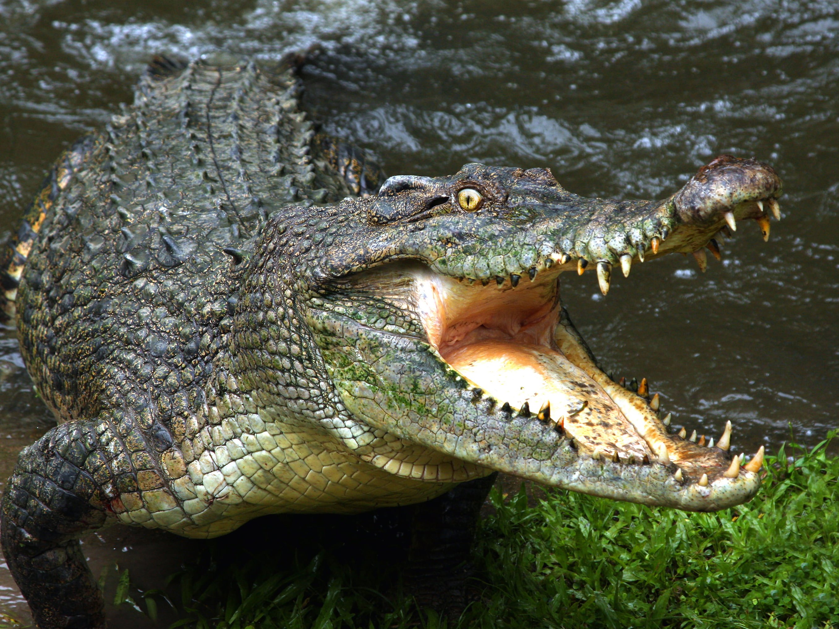 Krokodil - najopasnija i najpoznatija atrakcija Darvina