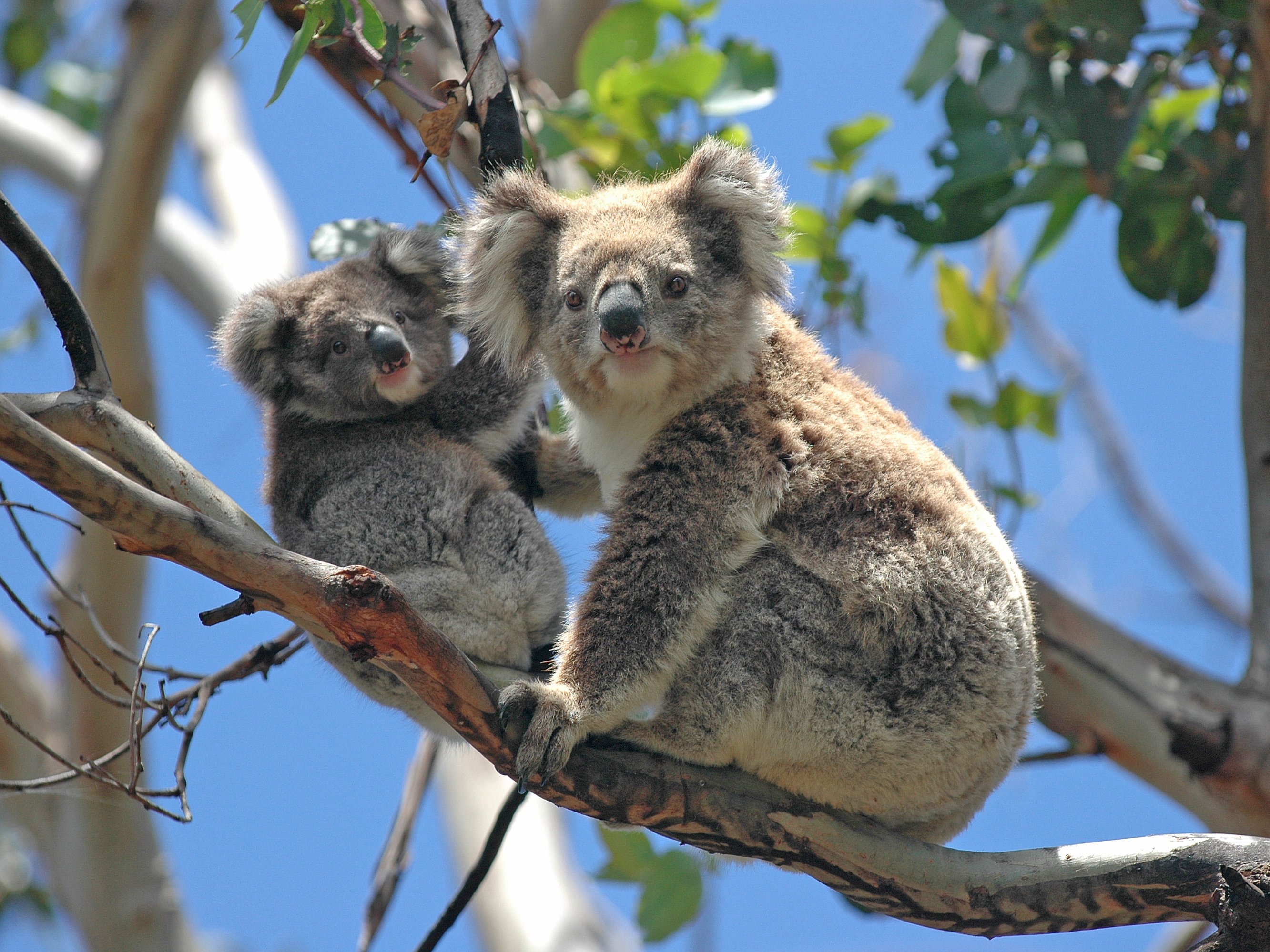 Životinje - Simboli Australije