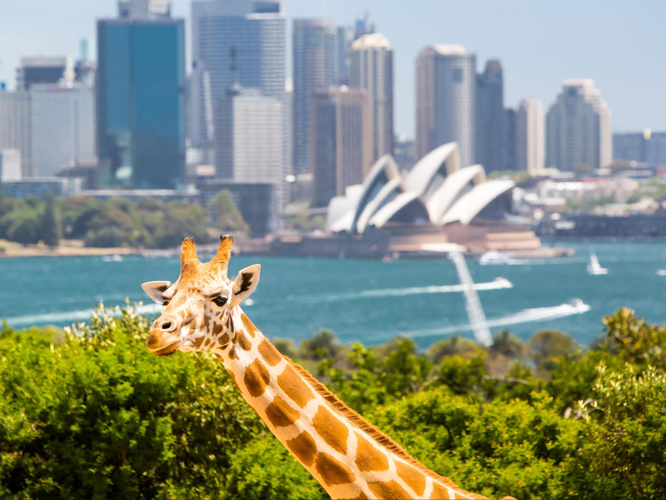 Taronga zoo u Sidneju