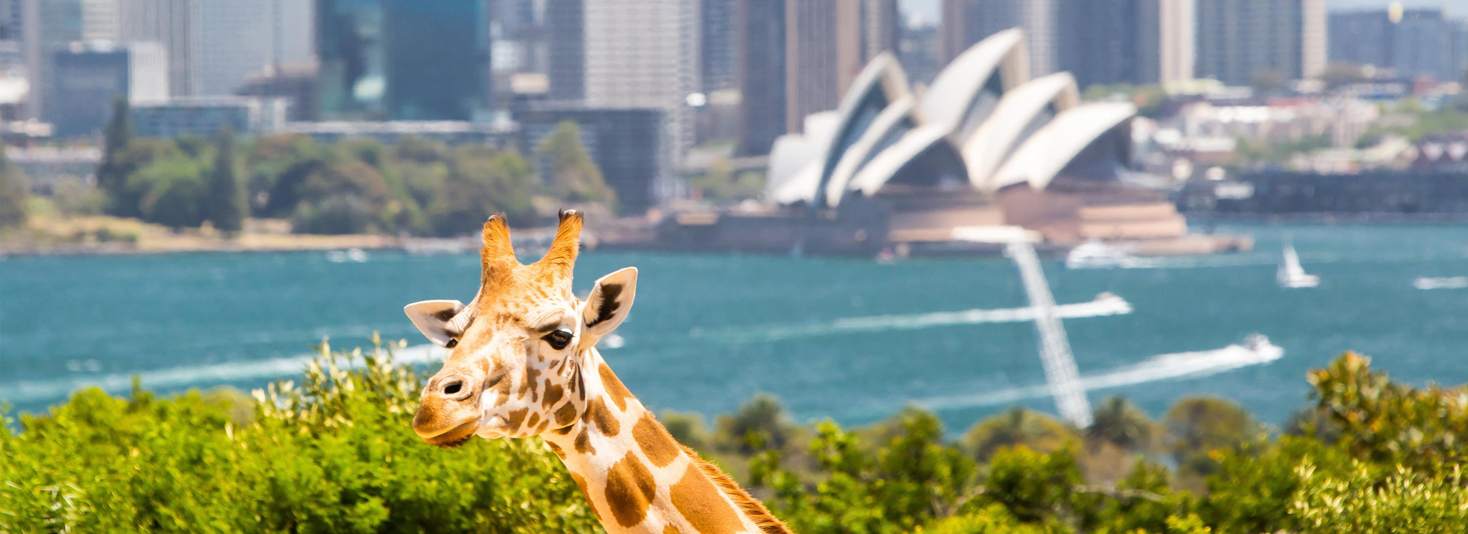 Taronga zoo u Sidneju